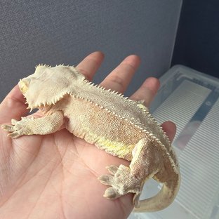 레드 팬텀