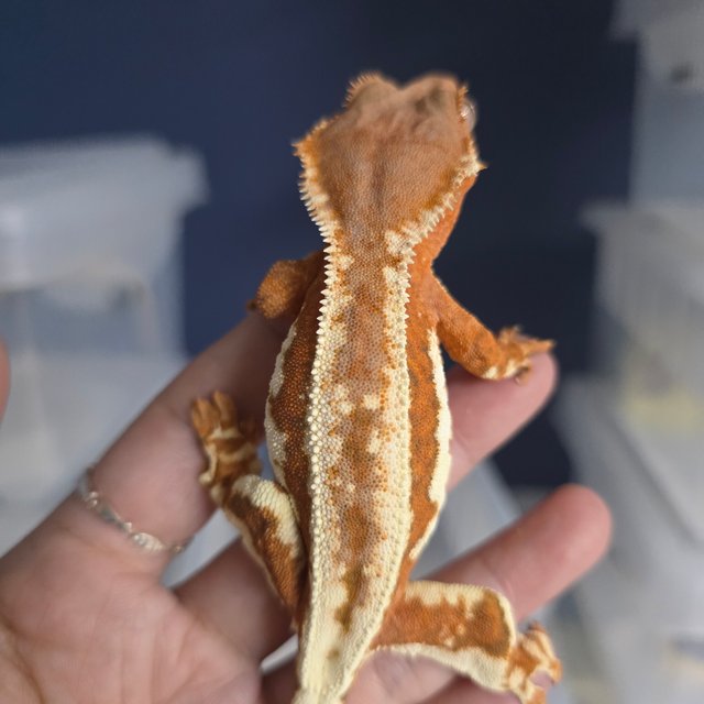 레드 프라푸치노