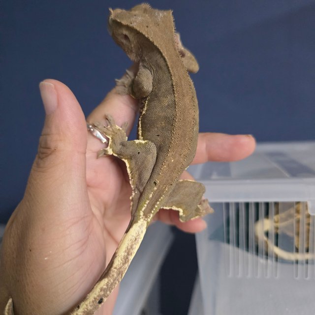 릴리화이트 팬텀 블랙 챠콜