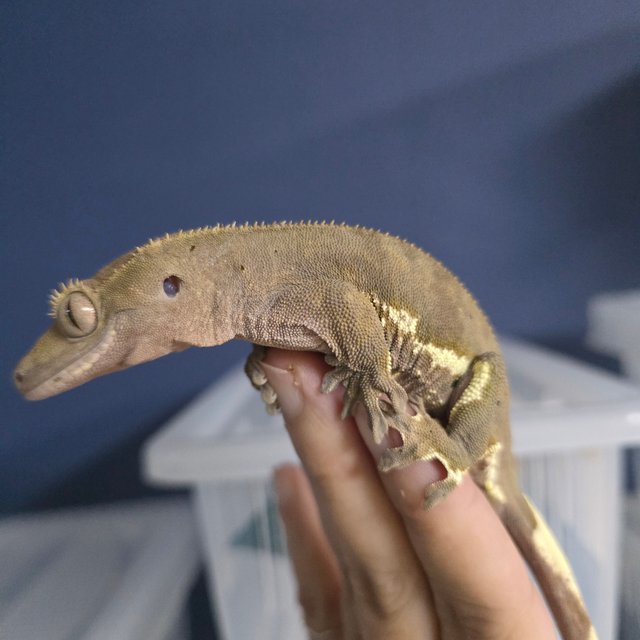 릴리화이트 팬텀 블랙 챠콜