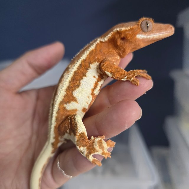 레드 프라푸치노