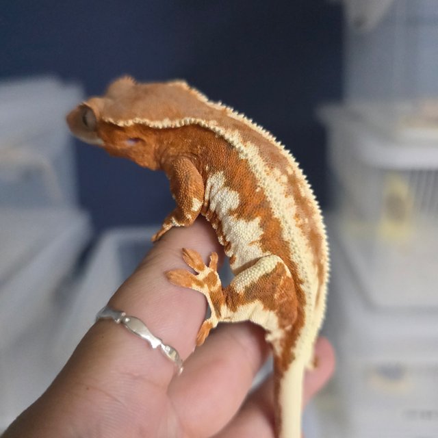 레드 프라푸치노