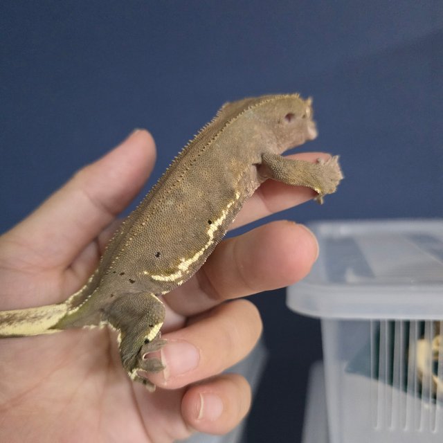 릴리화이트 팬텀 블랙 챠콜