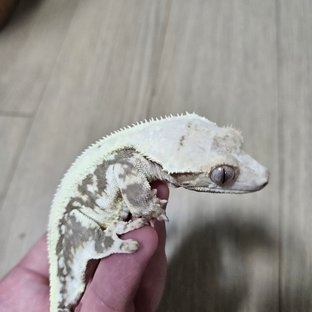 아육