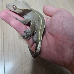 짜장