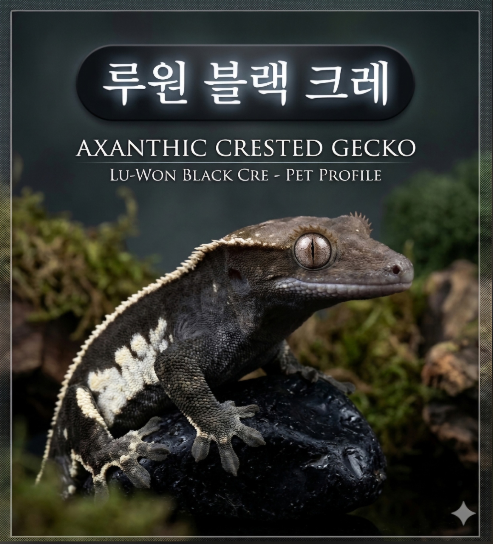루원블랙크레