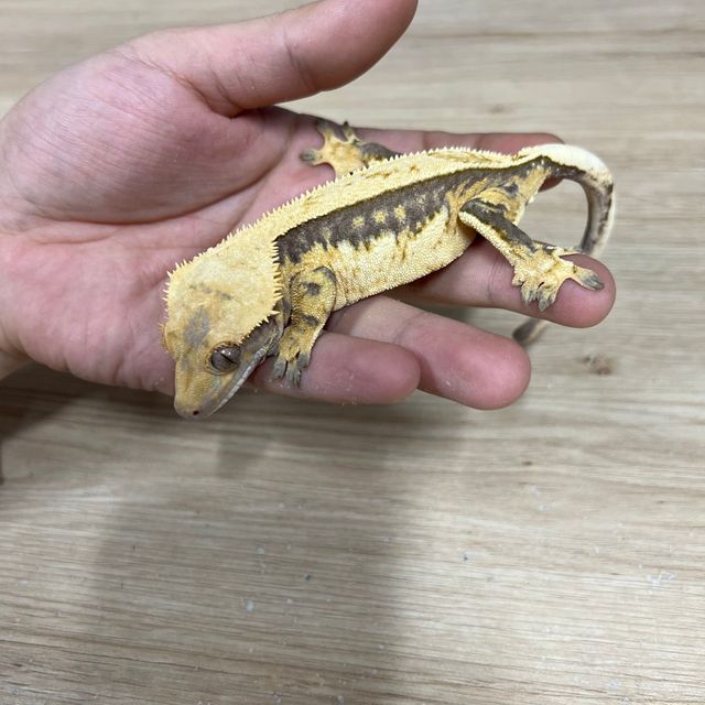 노멀 쿼드 풀핀
