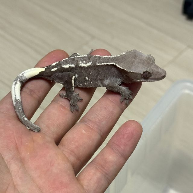 아잔틱