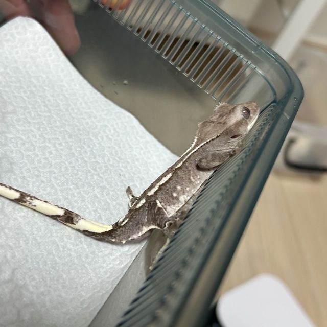 아잔틱