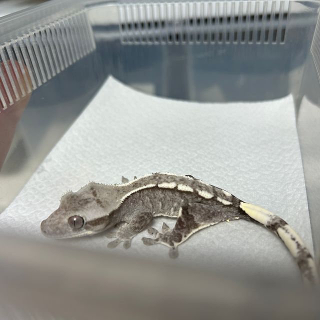 아잔틱