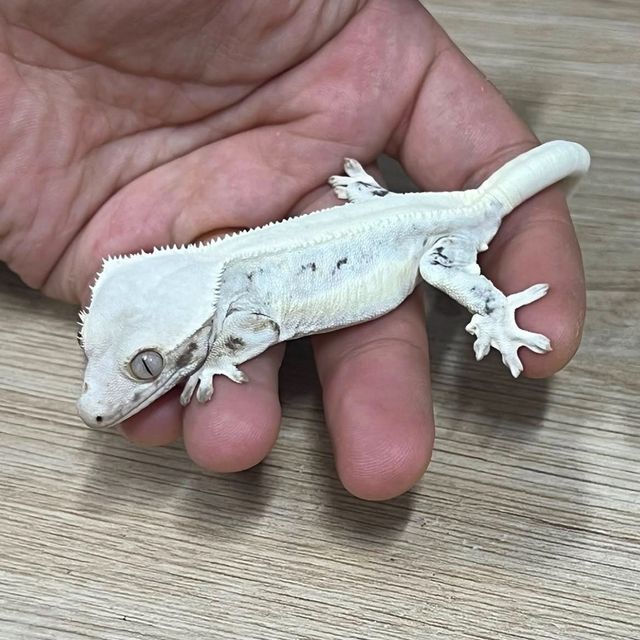 릴리화이트