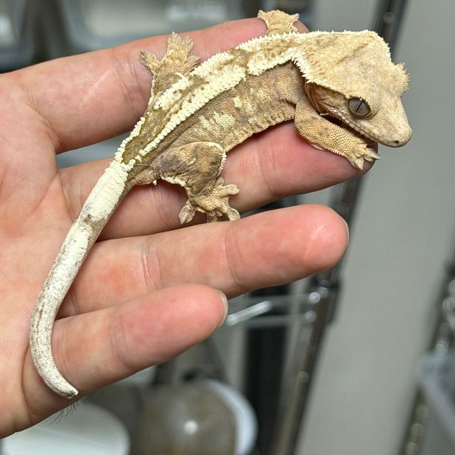 100%헷아잔틱 세이블