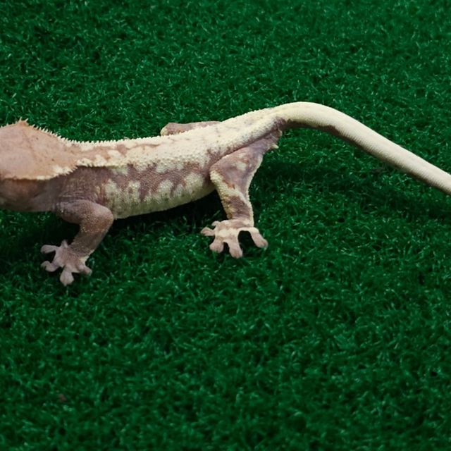 프라푸치노