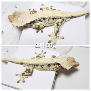 요미