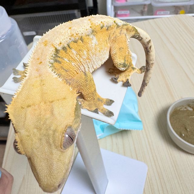 노멀 텐저린 익스트림할리퀸 트라이