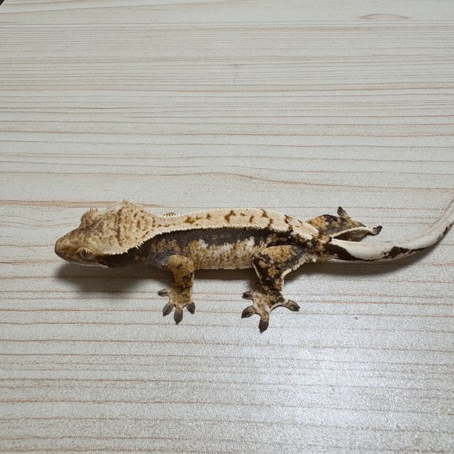 익스트림할리퀸 노멀 트라이