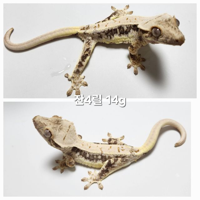 릴리화이트