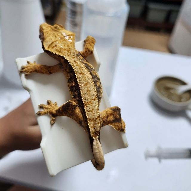 노멀 트라이 익스트림할리퀸