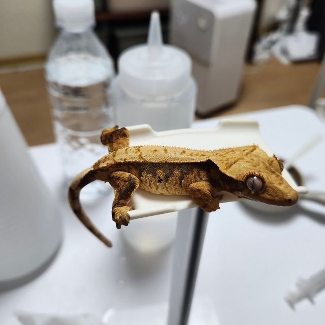 노멀 트라이 익스트림할리퀸