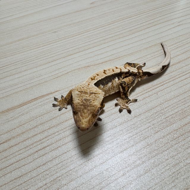 익스트림할리퀸 노멀 트라이