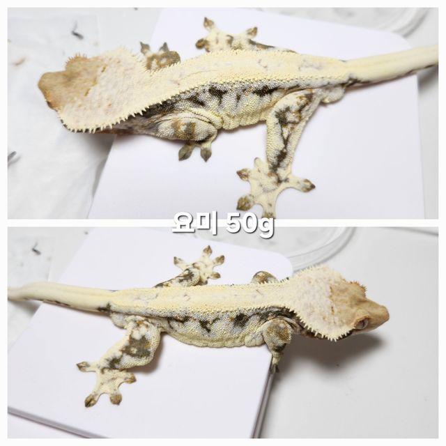 릴리화이트