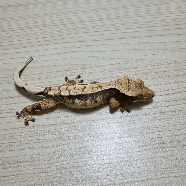 익스트림할리퀸 노멀 트라이