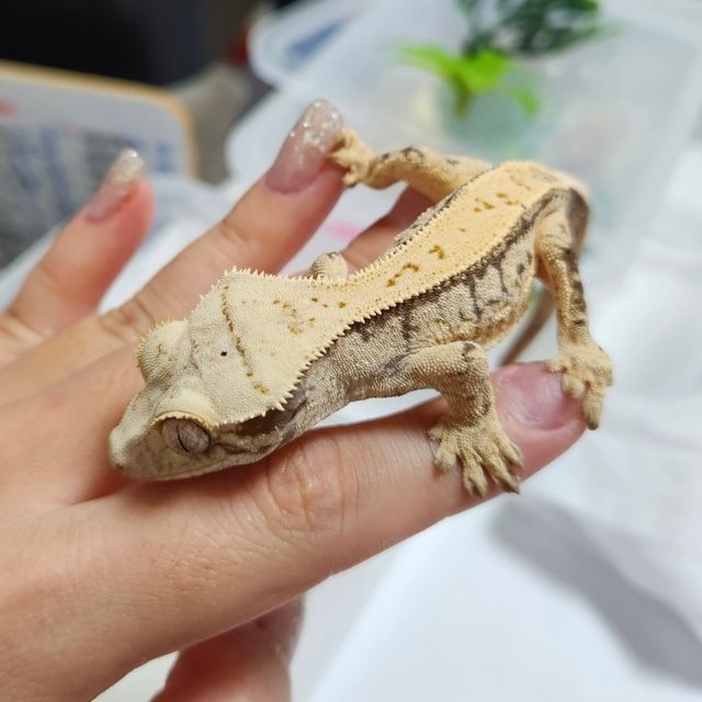 노멀 익스트림할리퀸