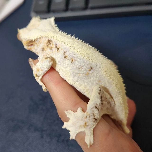 릴리화이트