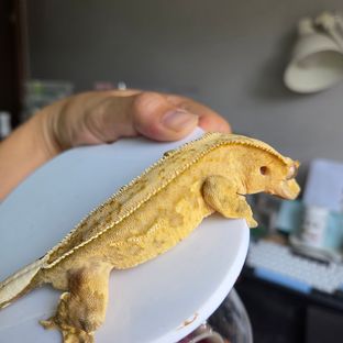 크림시클