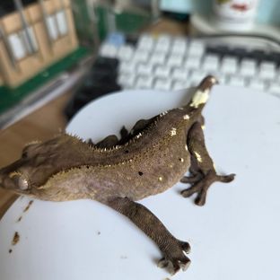 아잔틱