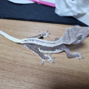 릴잔틱 트라이 드리피 풀핀 핀스트라이프