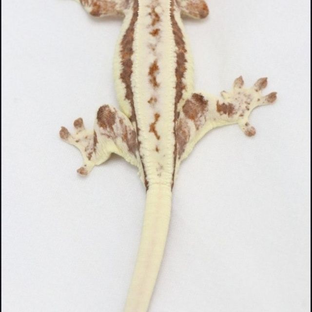 프라푸치노 화이트 크림