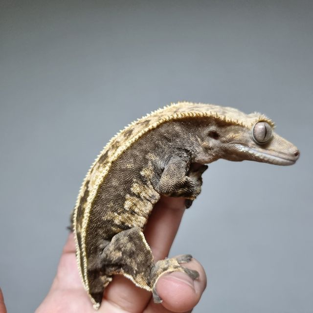 노멀 쿼드 다크 핀스트라이프