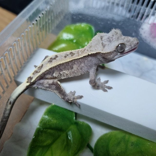 릴잔틱 트라이 드리피 풀핀 핀스트라이프