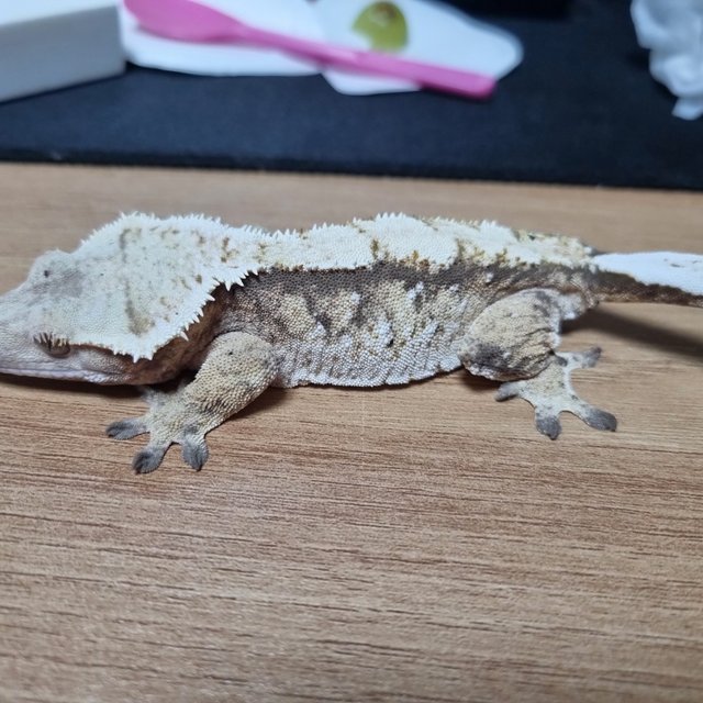 릴잔틱 트라이 드리피 풀핀 핀스트라이프