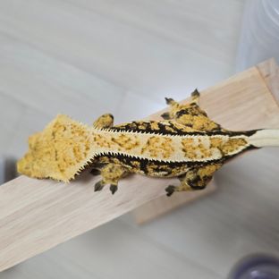 트라이