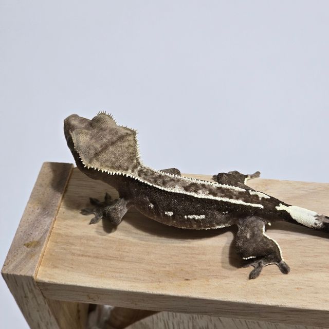 아잔틱