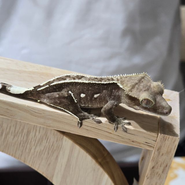 아잔틱