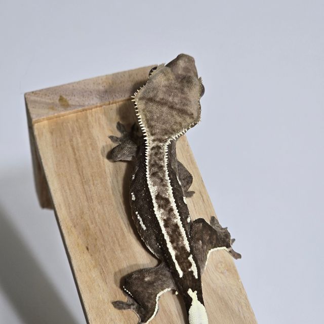 아잔틱