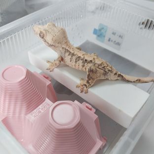노멀 트라이 익스트림할리퀸 드리피 화이트스팟