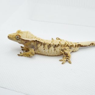 노멀 드리피 화이트스팟