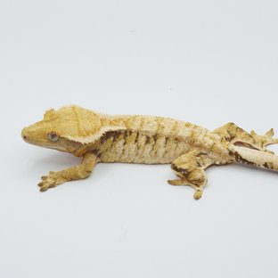 노멀 트라이 익스트림할리퀸 드리피 화이트스팟