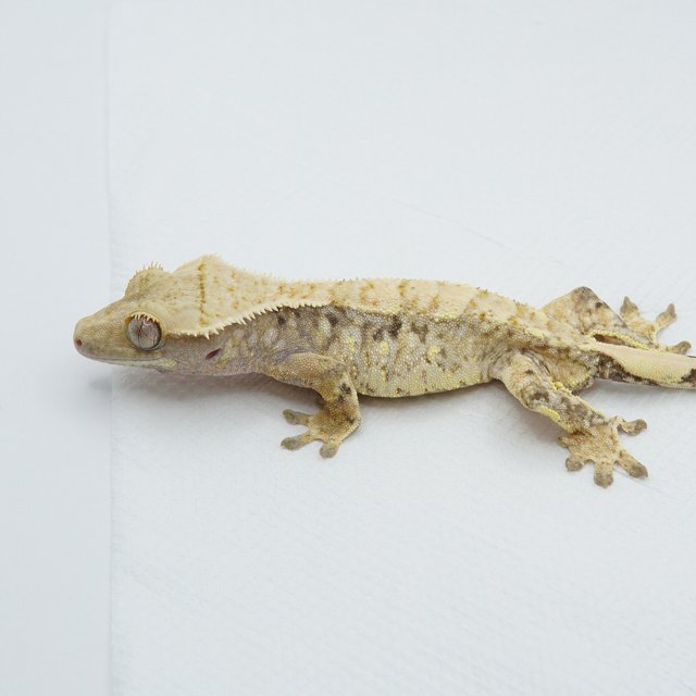 노멀 트라이 익스트림할리퀸 드리피 화이트스팟