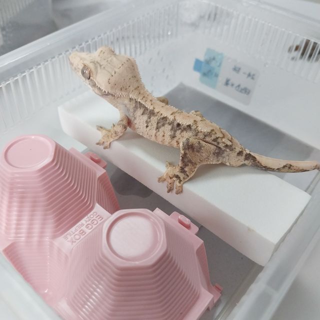 노멀 트라이 익스트림할리퀸 드리피 화이트스팟