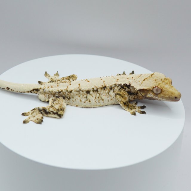 노멀 드리피 화이트스팟