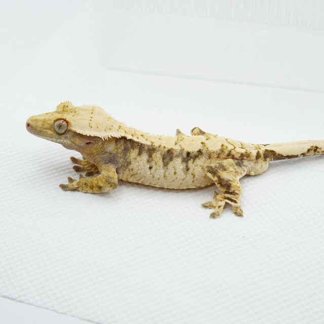 노멀 드리피 화이트스팟