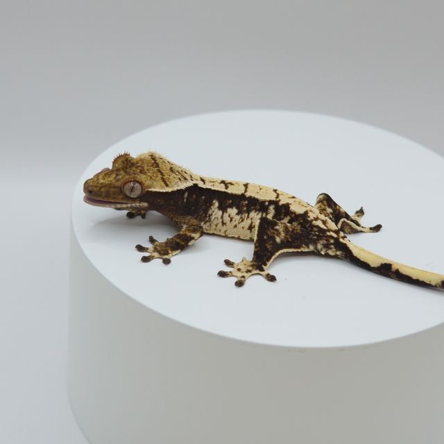 노멀 화이트스팟