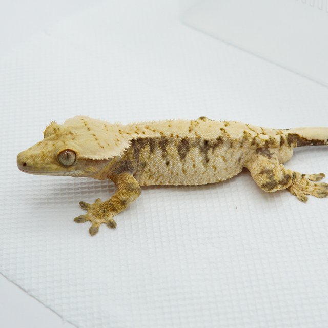 노멀 드리피 화이트스팟