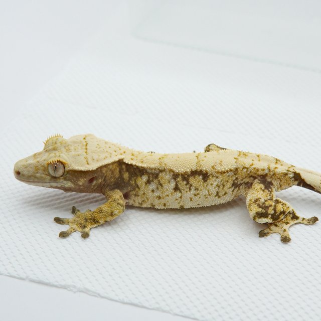 노멀 트라이 드리피 익스트림할리퀸