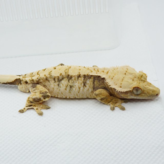 노멀 드리피 화이트스팟